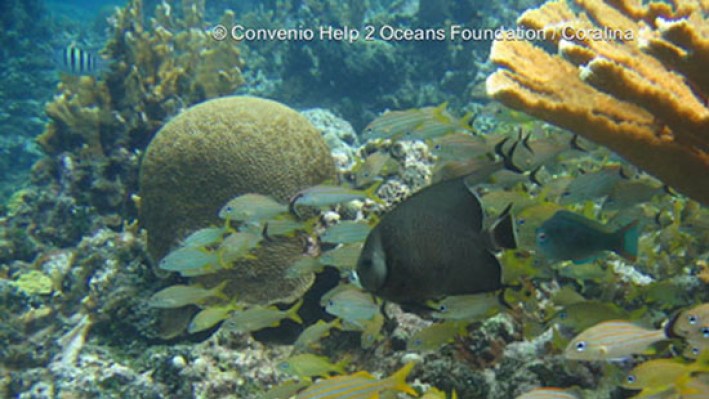 fishesDisk (40)_194